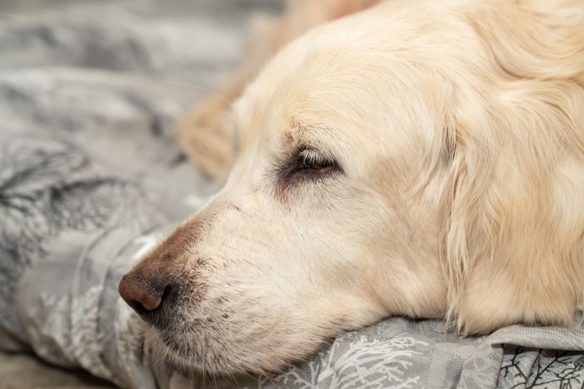 Yahoo lifestyle home