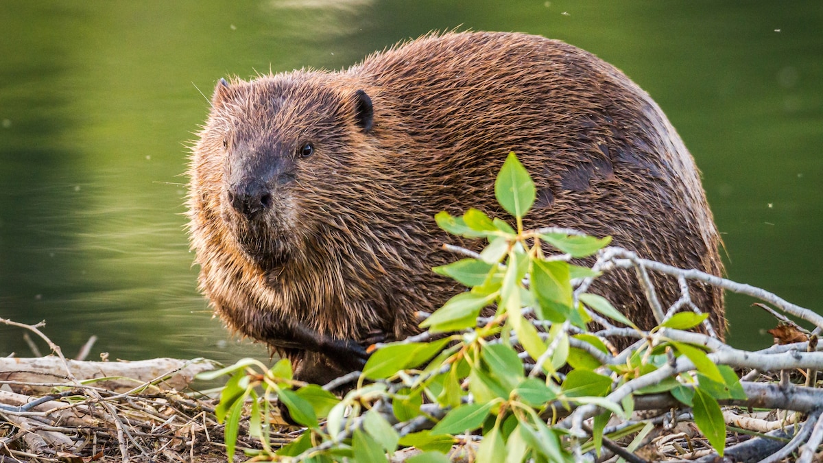 National Geographic Kids Logo - Home