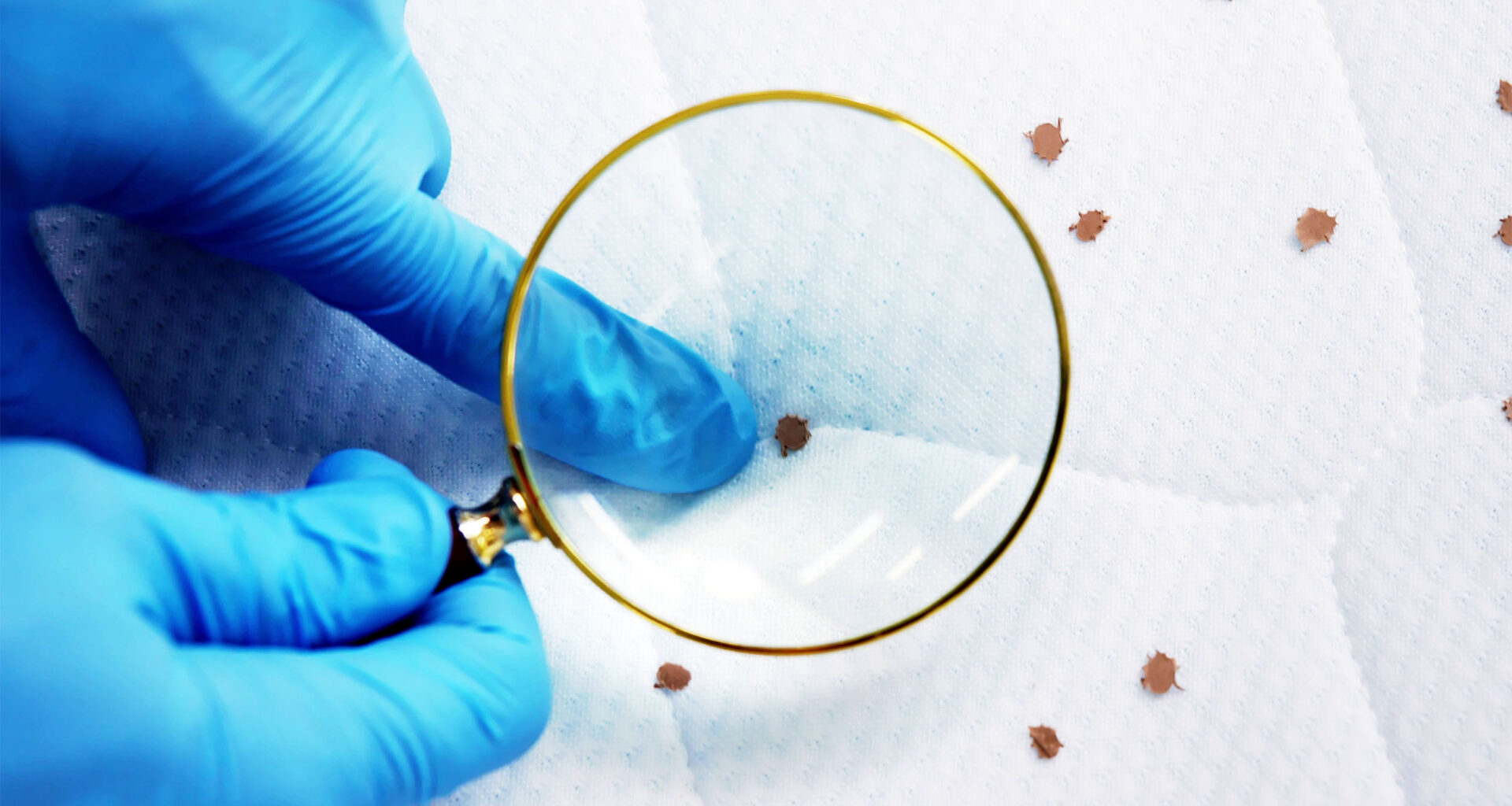 Bed bugs have a 'kryptonite' that makes them very easy to defeat