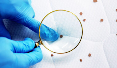 Bed bugs have a 'kryptonite' that makes them very easy to defeat