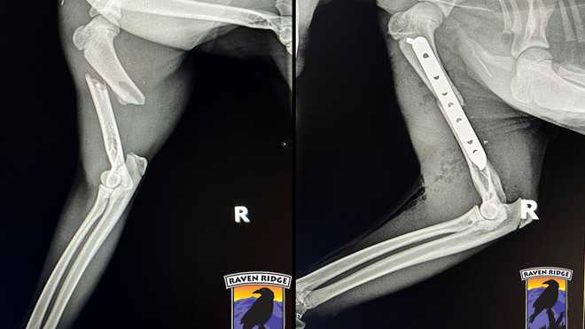 bobcat rescued from vehicle grille