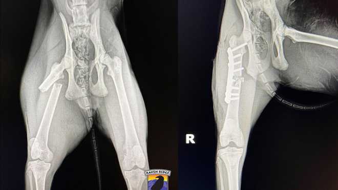 bobcat rescued from vehicle grille