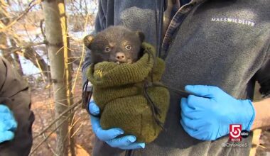 Monitoring Massachusetts's growing black bear population