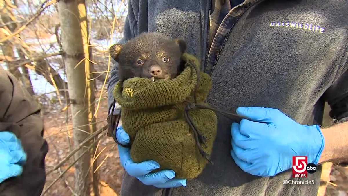 Monitoring Massachusetts's growing black bear population