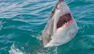 Yahoo lifestyle home