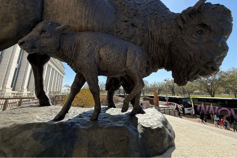 The animals depicted in the statues represent actual bison that the Smithsonian preserved as the population began to decrease in the U.S. The little calf depicts a famous baby bison named "Sandy."