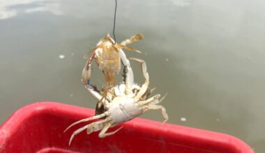 In Chesapeake Bay, the Primary Cause of Death for Baby Blue Crabs: The Grown-Ups