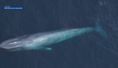 Aquarium researchers spot endangered blue whales twice off New England