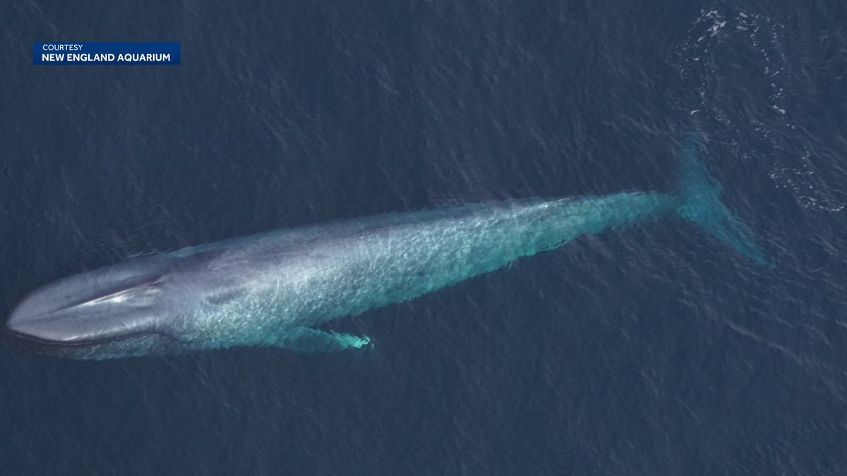 Aquarium researchers spot endangered blue whales twice off New England