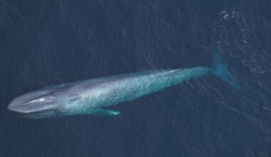 In rare sightings, scientists spot blue whales in waters off Martha's Vineyard