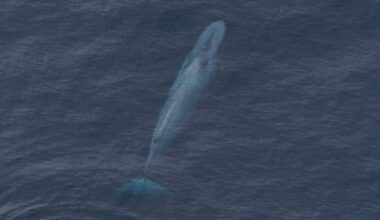 Rare blue whale sighting reported off coast of Martha’s Vineyard – NBC Boston