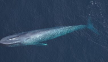 Enormous blue whales spotted in "unusual occurrence" off Massachusetts coast