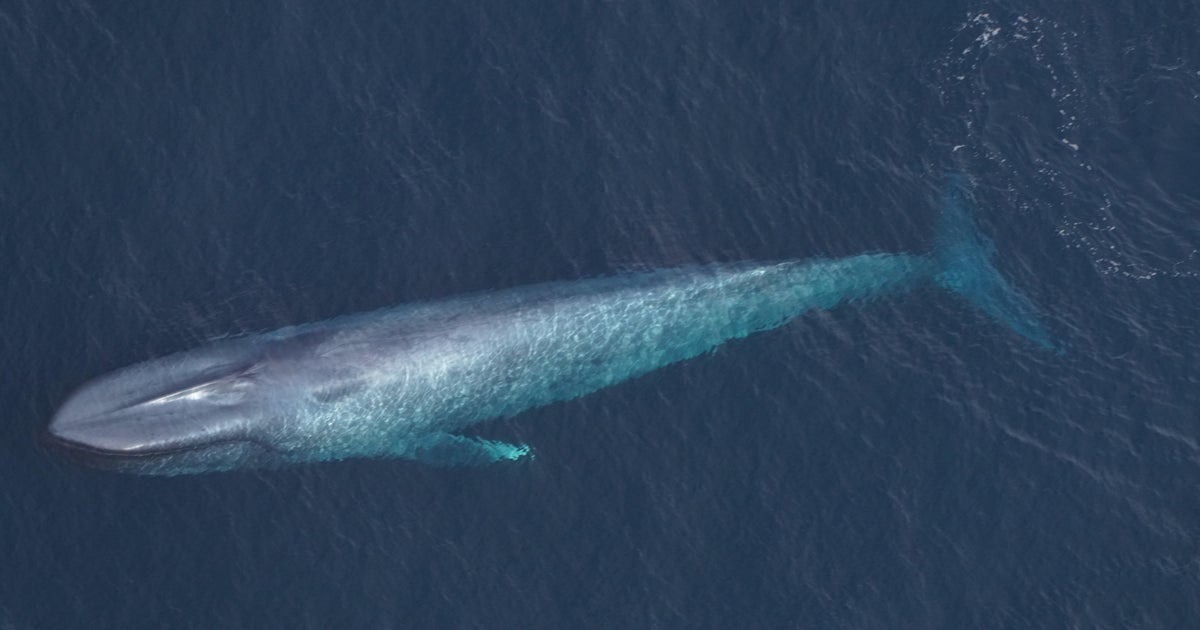 Enormous blue whales spotted in "unusual occurrence" off Massachusetts coast