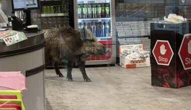 Wild boar roams into Berlin mall, prompting police response with blowgun, riot shields