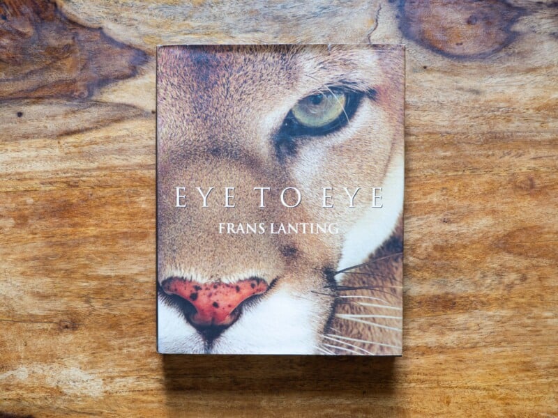 The image shows the cover of the book "Eye to Eye" by Frans Lanting, featuring a close-up of a cougar’s face, with its green eye and pink nose clearly visible, set against a wooden background.
