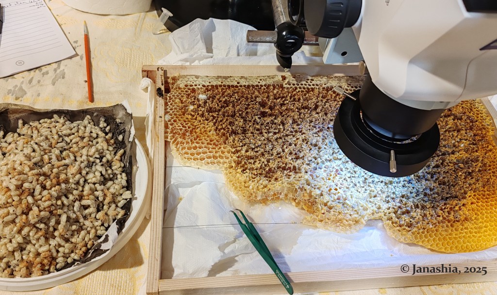 A honeycomb frame under a microscope is being examined on a table. To the left, a plate holds what appears to be bee larvae. Tweezers, a pencil, and paper are also visible on the table.