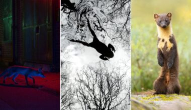 A triptych: left, a fox walks at night near a chain-link fence in colored light; center, a silhouette of a person swimming reflected in rippled water with tree branches; right, a pine marten stands upright on a mossy rock in daylight.