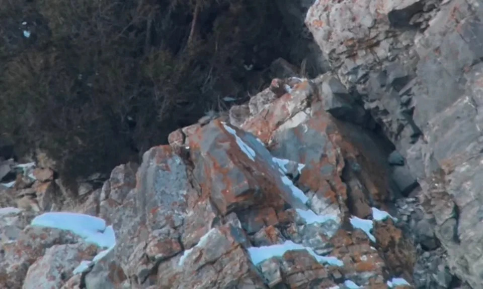 Mountain lion peers from hiding spot.