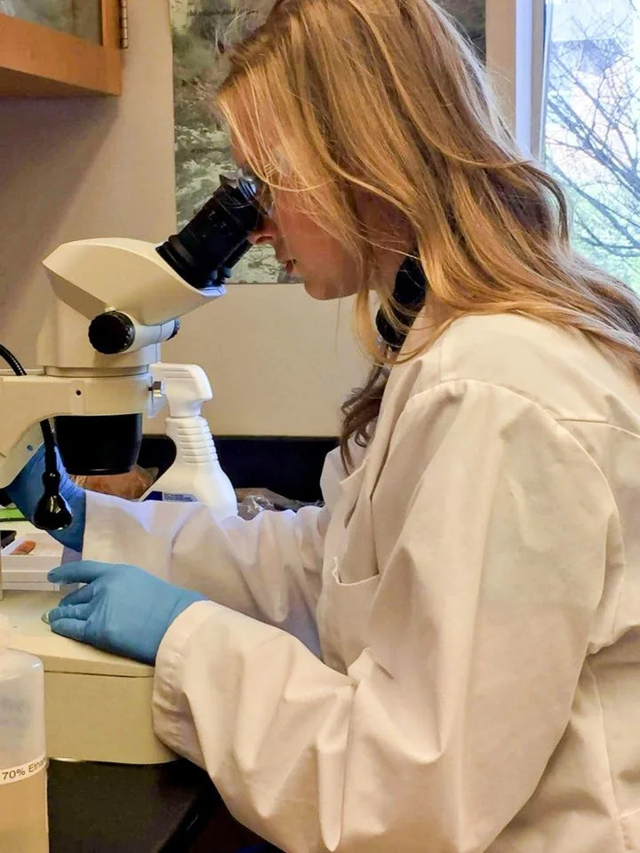 Katie Leslie, a research technologist, conducts parasite researchCredit: Katie Leslie/University of Washington
