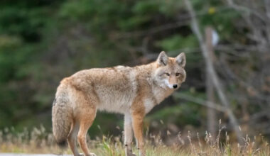 Hero New Yorker Jumps Into Frozen Central Park Pond in Attempt to Save Struggling Coyote