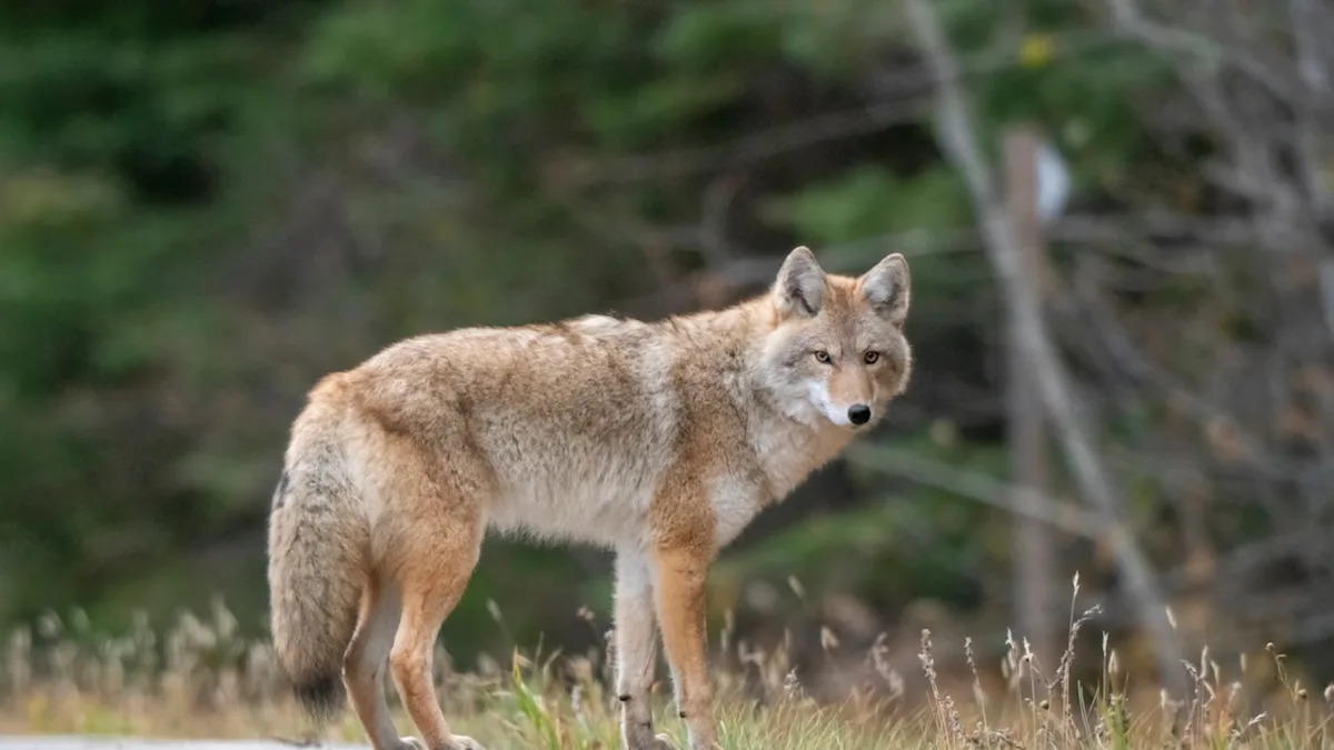Hero New Yorker Jumps Into Frozen Central Park Pond in Attempt to Save Struggling Coyote