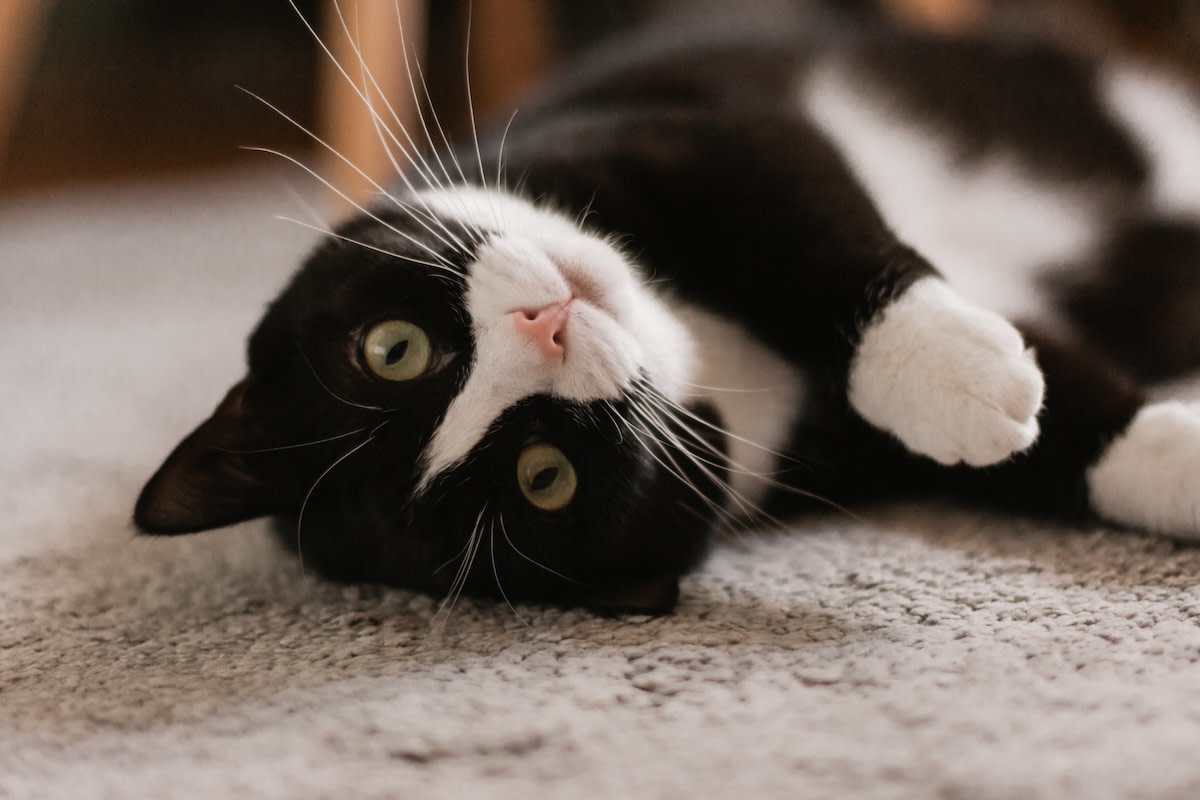 Yahoo lifestyle home