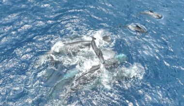 Incredible Video Shows Sperm Whales Come Together to Birth a Calf : ScienceAlert