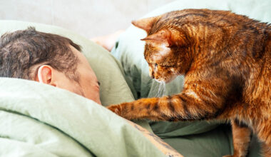 Infected cats spread fungus to humans and other animals