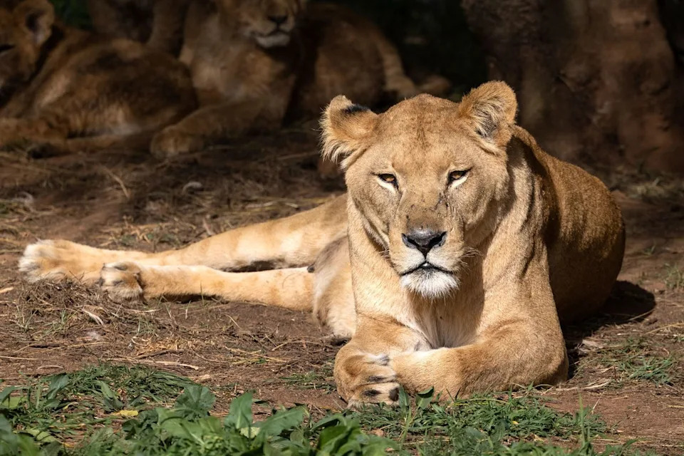 A Barbary lionessCredit: FADEL SENNA/AFP via Getty
