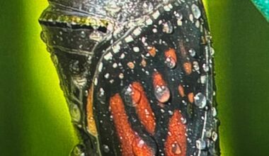 Monarch meditation: Butterfly struggles to survive with loss of habitat