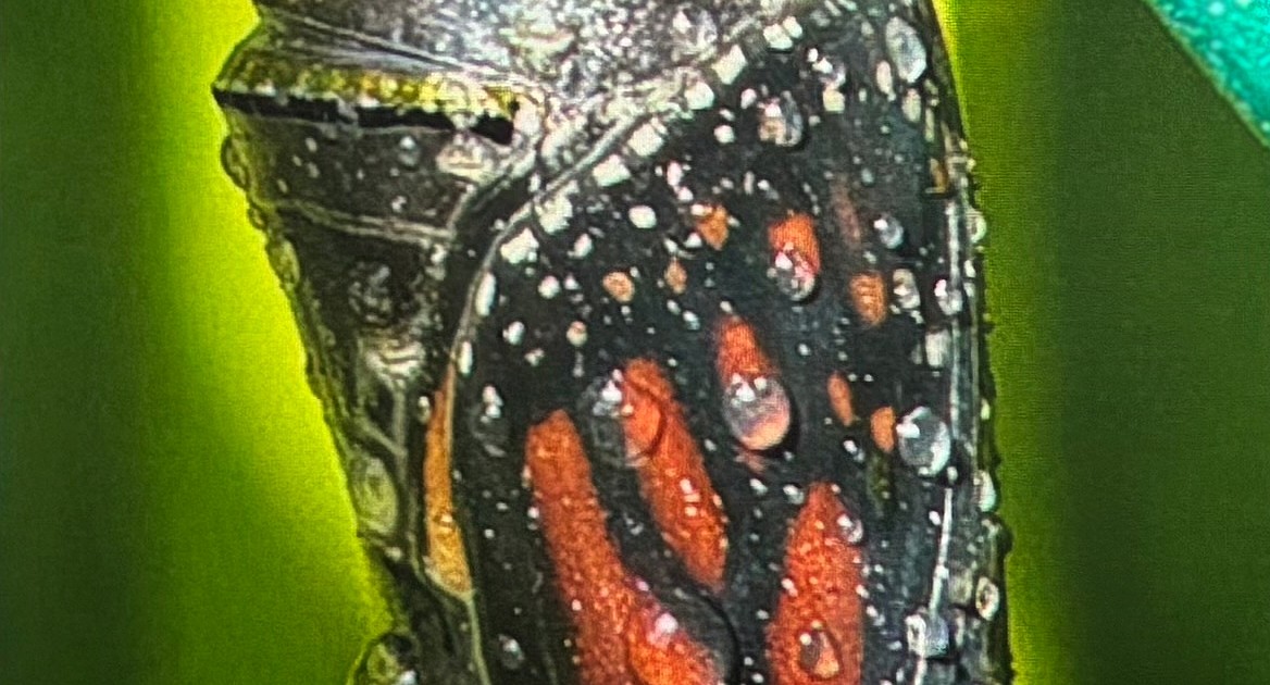 Monarch meditation: Butterfly struggles to survive with loss of habitat