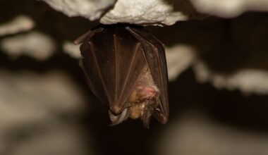 This close up photo shows a bat hanging upside down from a rough, light colored rock surface, presumably the ceiling of a cave.