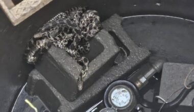 Columbus City Councilor Jumps in to Help Removes Large Snake Nest | KCII Radio