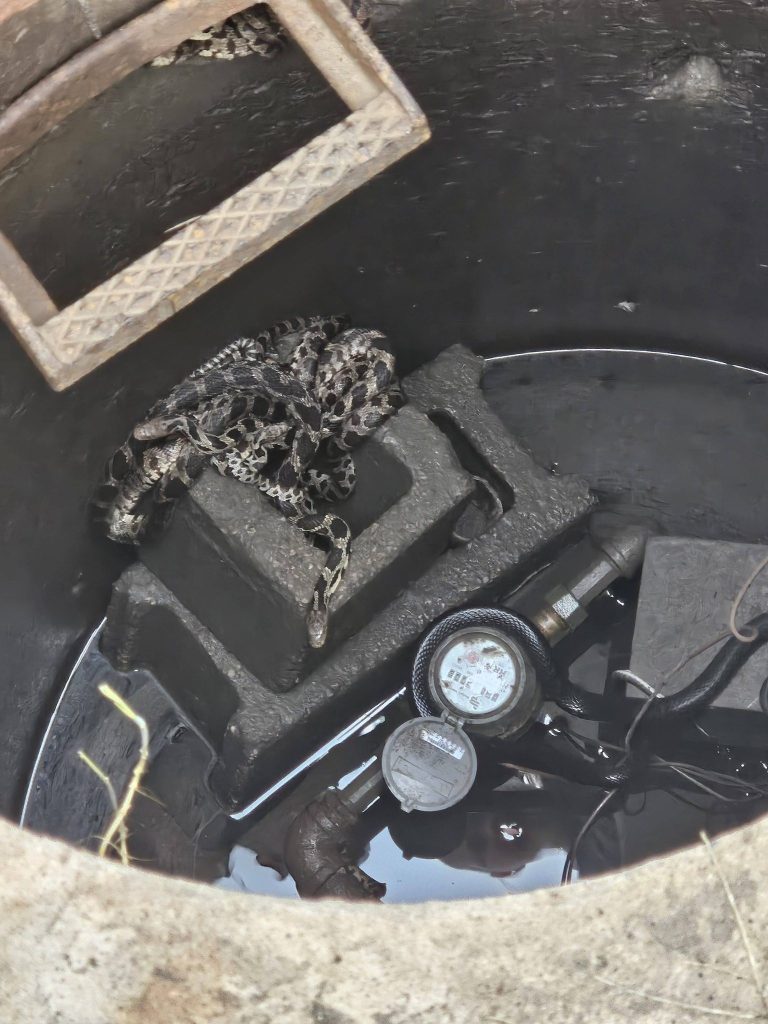 Columbus City Councilor Jumps in to Help Removes Large Snake Nest | KCII Radio