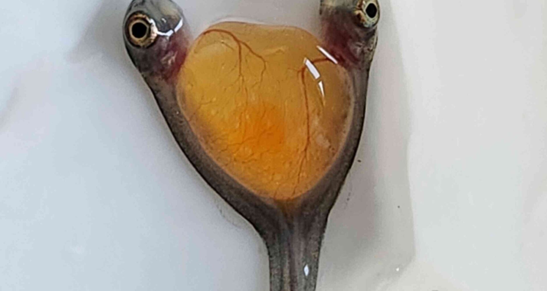 Salmon hatchery records the rare arrival of conjoined twins