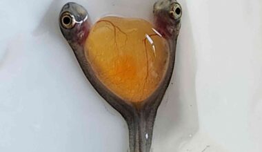Salmon hatchery records the rare arrival of conjoined twins