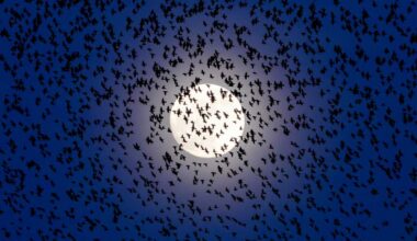 Thousands of Starlings Rise in Murmuration Under Brilliant ‘Worm’ Moon