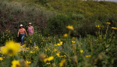 Wildflowers and the California we love