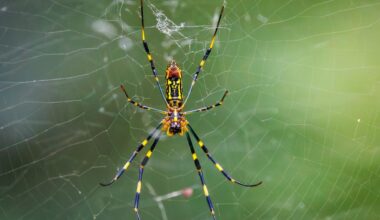 Creepy 'parachuting' spiders spread in United States