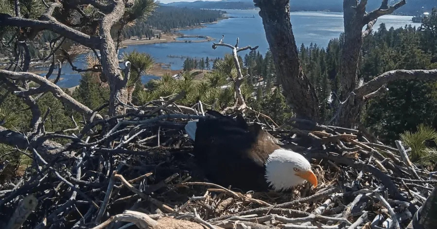 A still image from the Friends of Big Bear Valley Eagle Cam taken just before 10 a.m. on Mar. 7, 2026. (Friends of Big Bear Valley)
