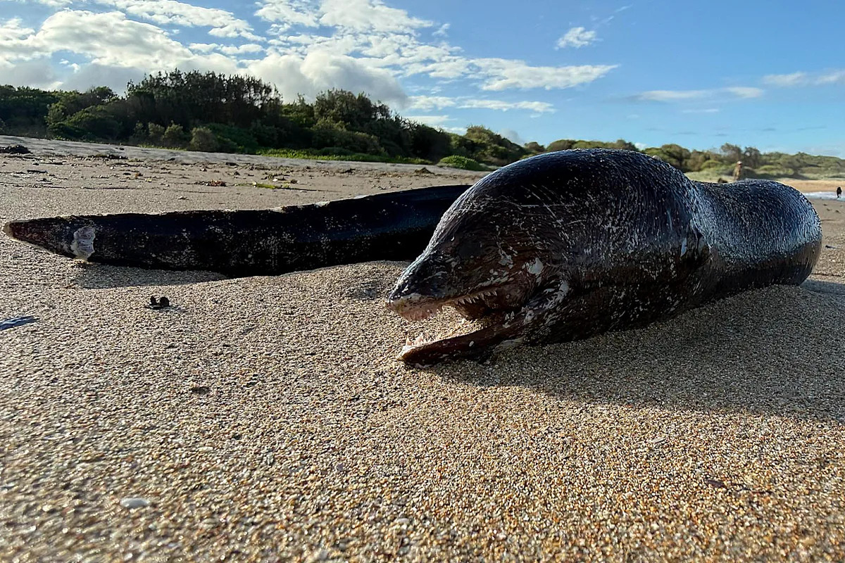 Incredible sight on Aussie beach as mysterious giant sea creature washes up