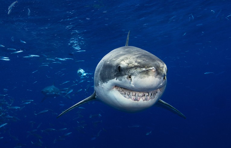 Close up view of a Great White Shark pictured off the coast of Mexico.