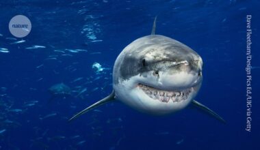 No such thing as a shark? Genomes shake up ocean predator’s family tree