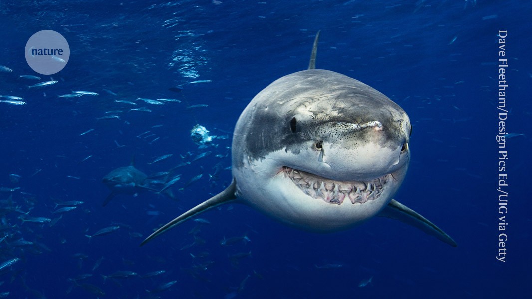 No such thing as a shark? Genomes shake up ocean predator’s family tree