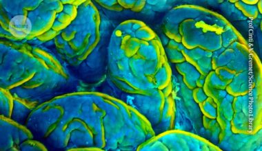 Memory loss is fuelled by gut microbes in ageing mice