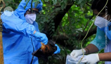 Using mosquitoes to vaccinate bats could curb the spread of deadly diseases