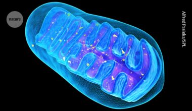 Masked mitochondria slip into cells to treat disease in mice