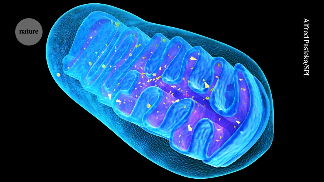 Masked mitochondria slip into cells to treat disease in mice