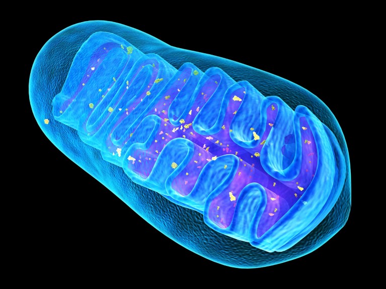 Illustration of a mitochondrion with a blue outer membrane and folded inner structures on a black background