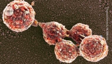 ‘Zombie cells’ return from the dead — after a genome transplant